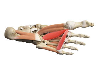 medically accurate illustration of the adductor hallucis