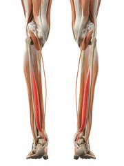 medically accurate illustration of the flexor hallucis