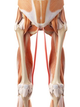 medically accurate illustration of the gracilis