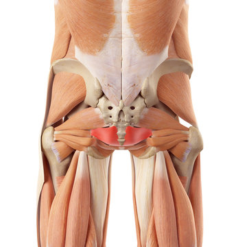 medically accurate illustration of the iliococcygeus