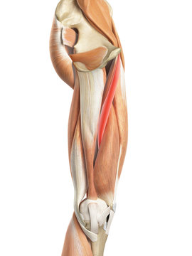 medically accurate illustration of the adductor longus