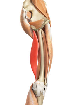 medically accurate illustration of the biceps femoris longus