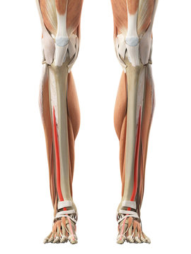 medically accurate illustration of the extensor hallucis longus
