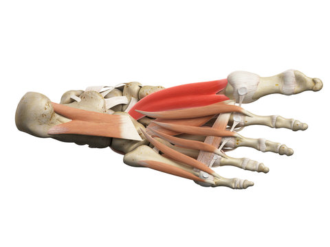 medically accurate illustration of the flexor hallucis brevis