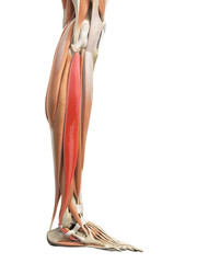 medically accurate illustration of the peroneus longus
