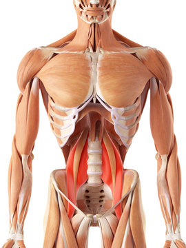 medically accurate illustration of the psoas major