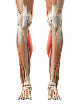 medically accurate illustration of the gastrocnemius medial head
