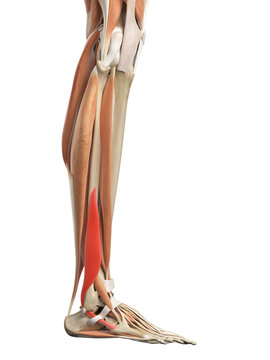 medically accurate illustration of the peroneus brevis