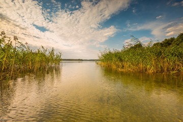 Beautiful lake shore with reeds