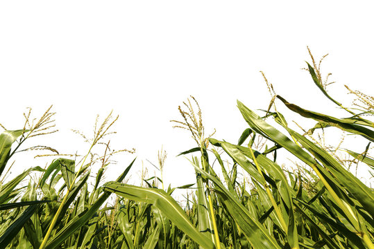 Corn growing on field on white background.