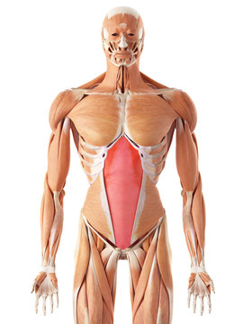 medically accurate illustration of the transversus abdominis