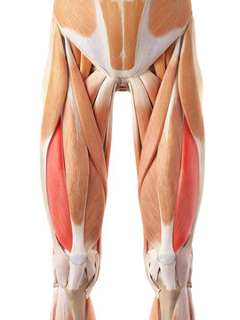 medically accurate illustration of the vastus lateralis