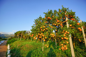 Fototapeta na wymiar orange orchards
