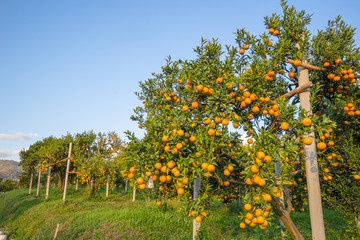 Fototapeta na wymiar orange orchards