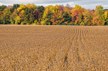 Soy Bean Field