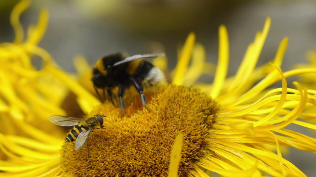Macro shot of a bumblebee and hoverflies gathering pollen on a yellow flower.