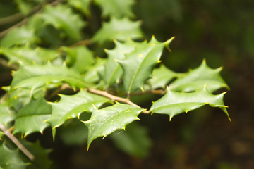 Sharp Holly Leaves Close Up