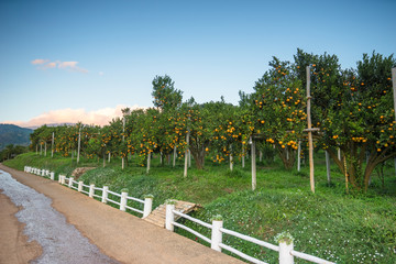 orange orchards