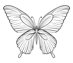 graphic black and white butterfly. Hand-drawn contour lines and strokes. one isolated on white