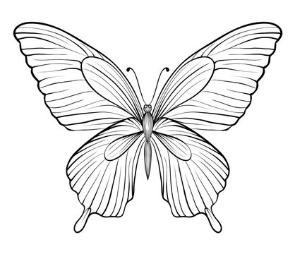 graphic black and white butterfly. Hand-drawn contour lines and strokes. one isolated on white