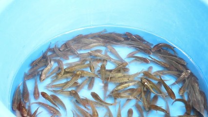 baby anabas fish in the bowl for sale in thai market.