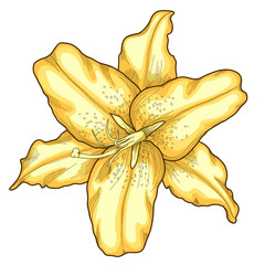 beautiful lily in the style of engraving and watercolors