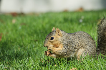 Cute squirrel eating food on ground