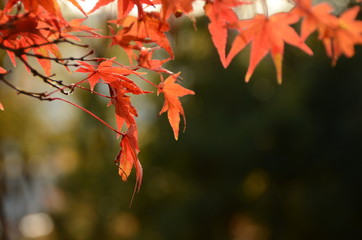 赤い紅葉