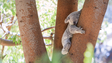Sleepy koala lying on the tree