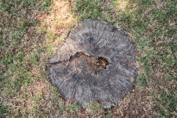 cut tree on a lawn