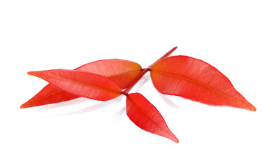 Red Leaf on white background