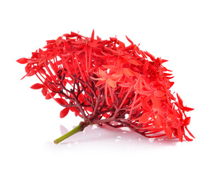 Naklejka premium Red ixora over white background