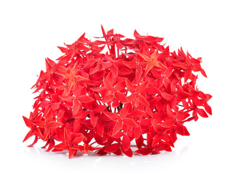 Red ixora over white background