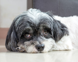 Close up face of cute dog.