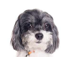 Cute dog on white background.