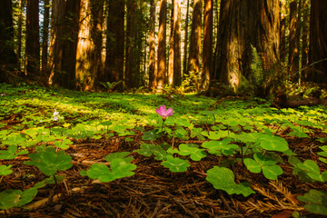 Flower in a Forest Grove