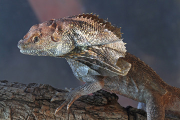 Frilled Lizard