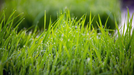 small bokeh and green paddy field