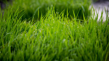 the green blur lighting