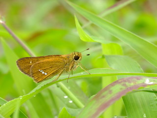 skipper in the green #2