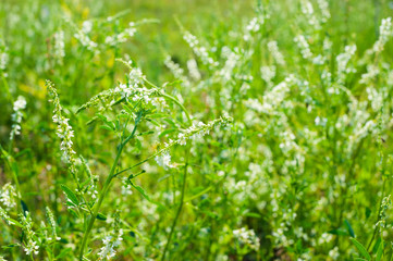 Medicinal plant: White sweet clover