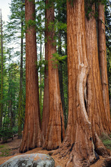 Redwood Forest