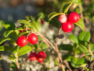 bush of ripe lingonberry