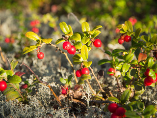 lingonberry in the forest