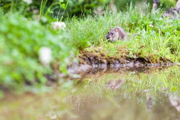 Wild rat