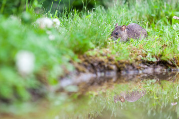 Wild rat