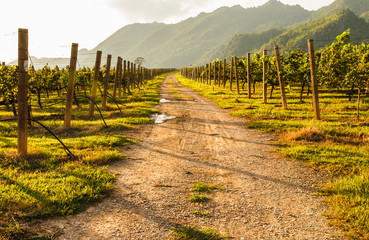 way in vineyard