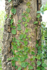 Coatbuttons wrapped around trees