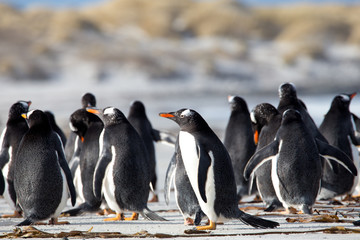 Group of Gentoo Penguin (Pygoscelis papua) together on a beach.