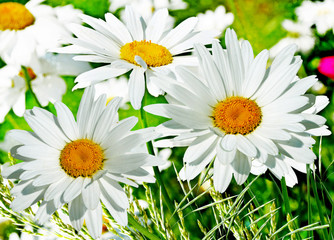 Fototapeta na wymiar Wildflowers daisies